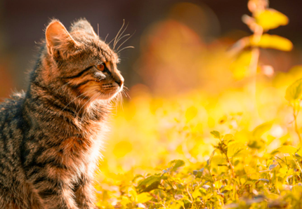 Allergia al gatto, ecco che fare